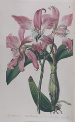 Coryanthes Macrantha veröffentlicht von I. Ridgway, 1839